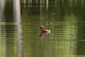 Svarthakedopping, Podiceps auritus